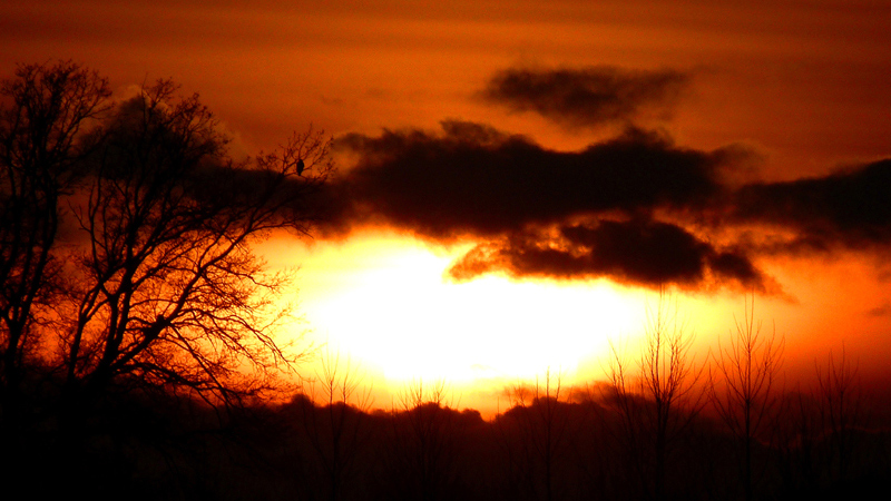 Et-l'oiseau-regardai-le-sol.jpg