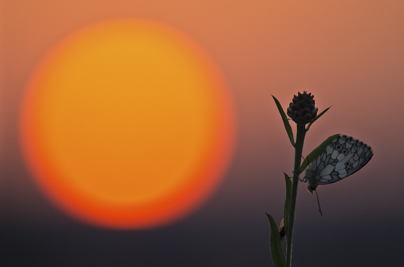 coucher soleil.jpg