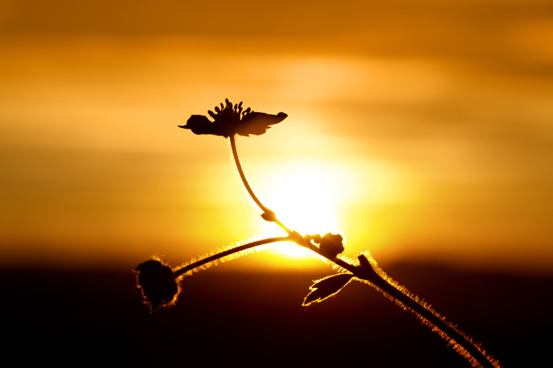 Coucher de soleil 2.jpg