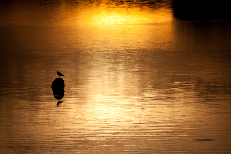5DMk2-Tamron SP 500 F8_2012-08-27_0186-2.jpg