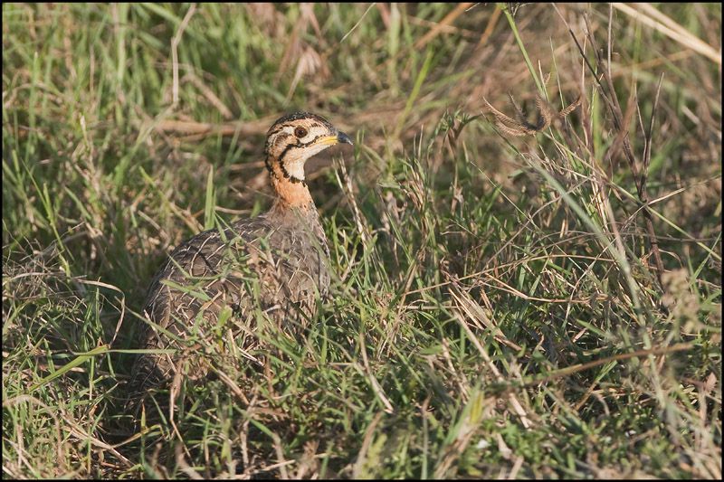95-Francolin coqui.jpg