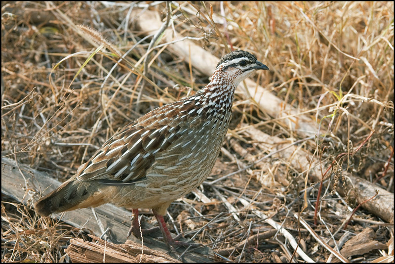94- Francolin huppé-2.jpg