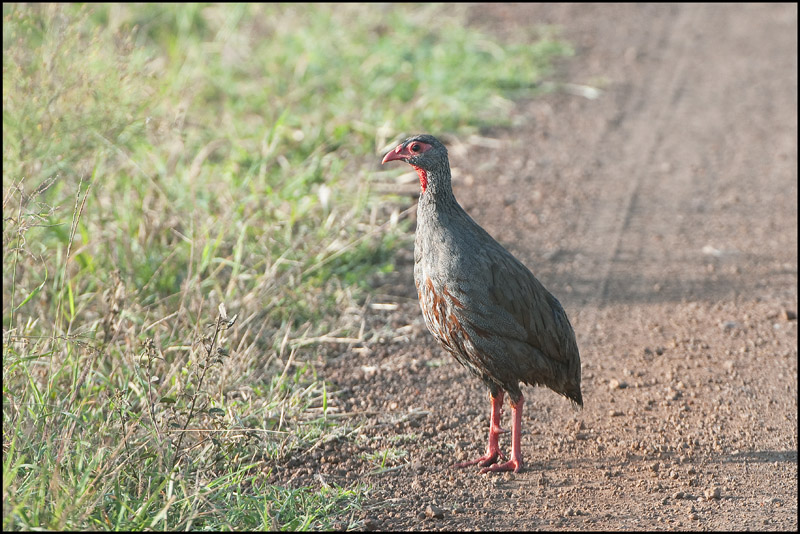 93- Francolin à gorge rouge.jpg