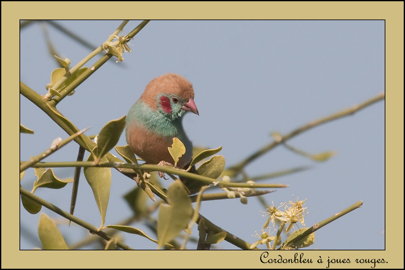 116-Cordon bleu à joues rouges.jpg