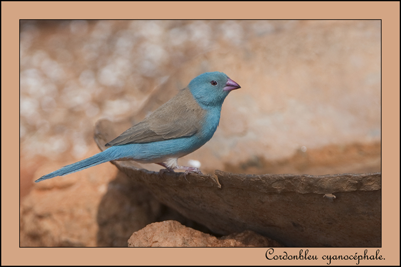 114-Cordonbleu cyanocéphale.jpg